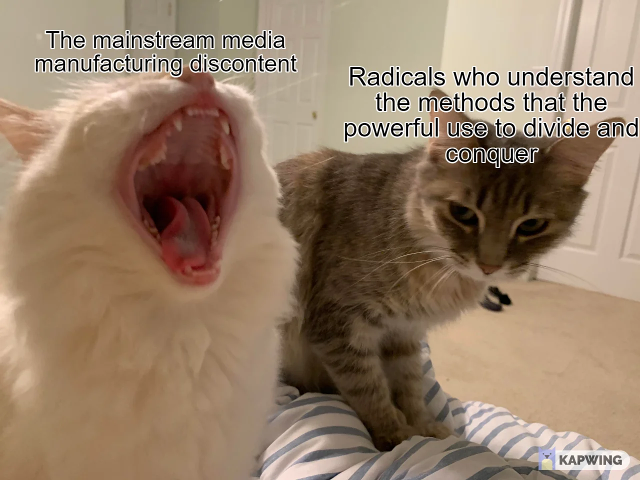 Picture is of two cats. The cat on the left is SCREAMING with wide open mouth and has the text 'The mainstream media
          manufacturing discontent' while the cat on the right is just kinda done with left cat's shit and is looking over like 'ugh
          so annoying' - right cat has the text 'Radicals who understand the methods that the powerful use to divide and conquer'
