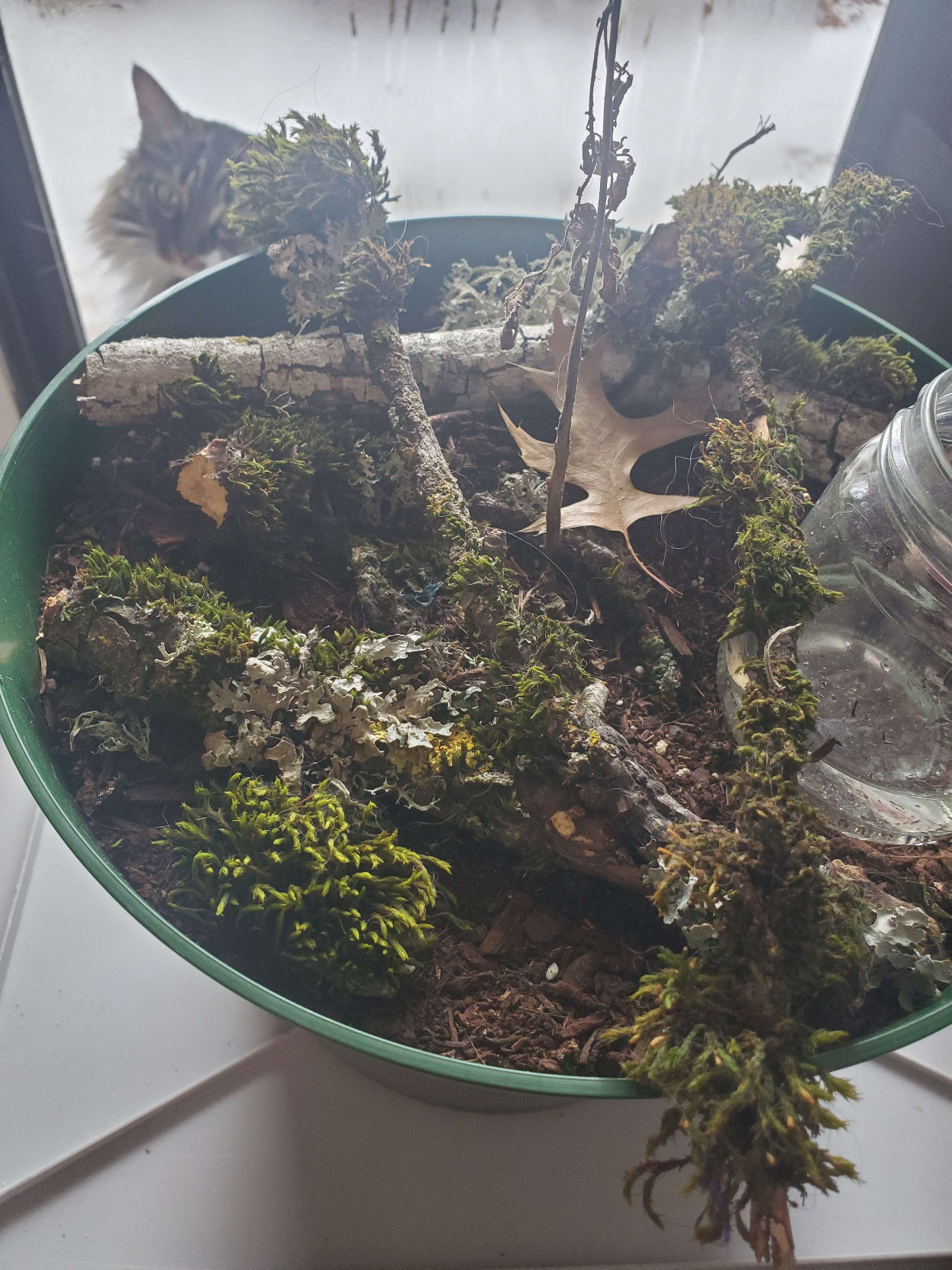 close up picture of the thirsty moss. There is a small glass jar partly filled with water - I add a bit more whenever I pray, from my water bottle. As it evaporates from the jar, it makes the world just a bit more humid, and better for moss to grow in.  there are leaves and detritus in the planter pot as well, to simulate a forest floor covered in soil.