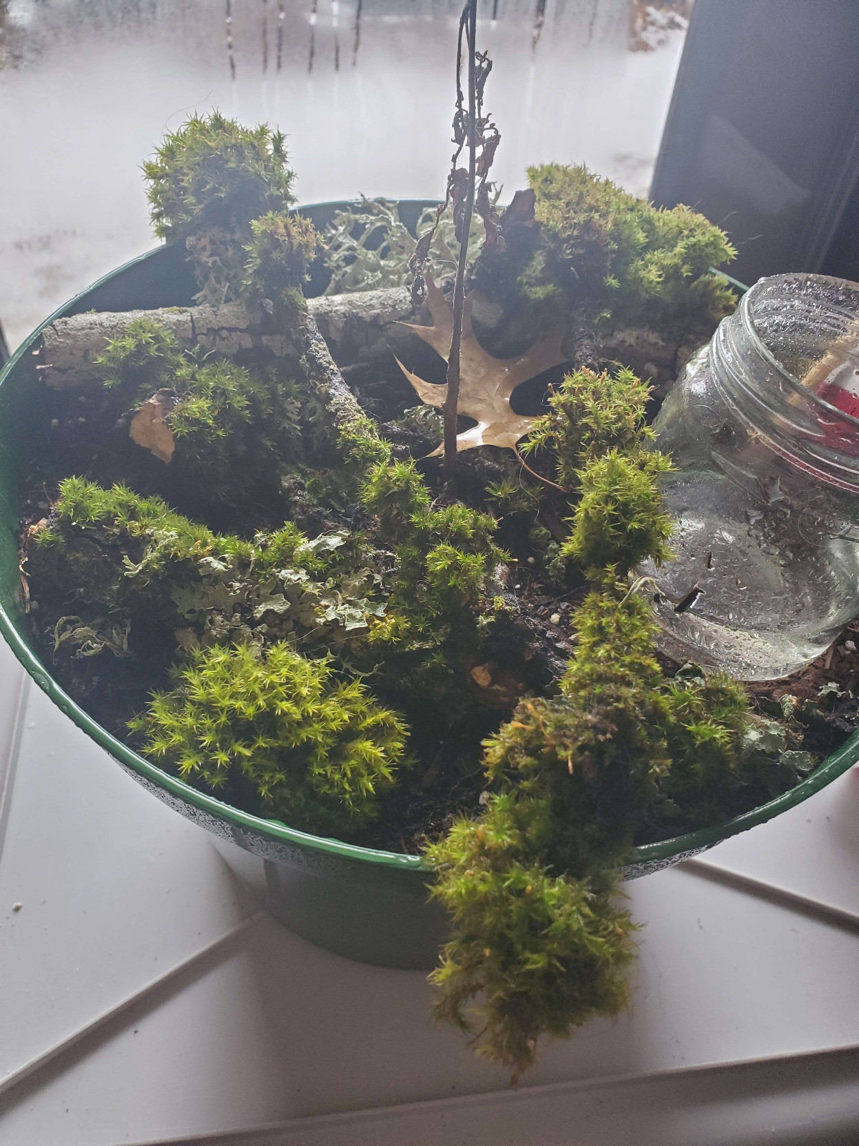 I've sprayed the moss with water, and it awakens and spreads it's arms in exultation. The light from the window behind it gives power to it's ever-beckoning grasp, as it sucks carbon from the atmosphere to build itself as a structure that fights back against disorder. Consuming naught but light, water, and air, it grows forever without a care, and tomorrow our world is more beautiful.