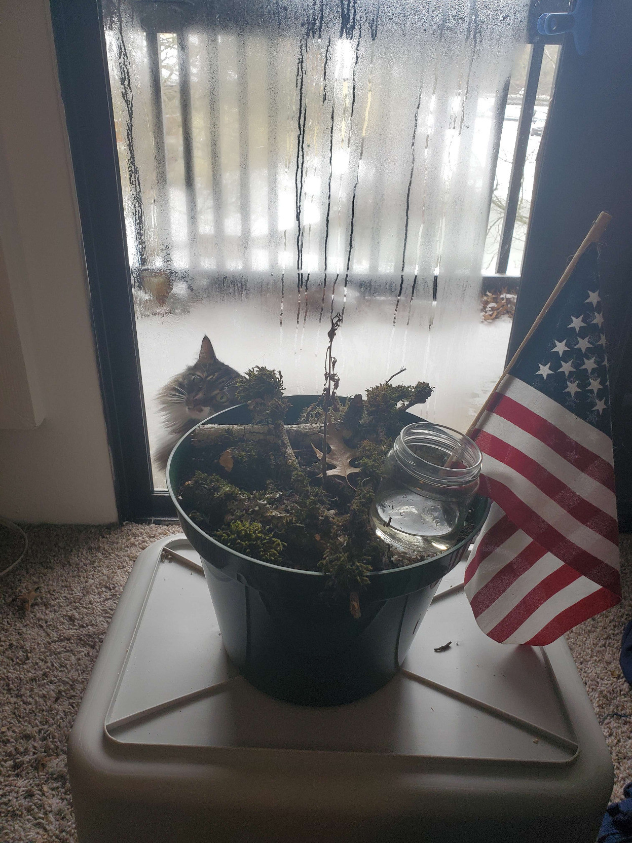 a round planter pot with a dead plant growing out of it. At it's feet there are sticks I found outside that are covered in moss - the moss is dehydrated, and so brown and dusty. Sticking out of the pot is a flag of my homeland, and behind it there is a fog covered windowpane. In addition, my cat watches from behind, asking me to open the door for her so she can go out on the porch and freeze for a bit before begging to be let back in. She just wanted to see the cold, I suspect. 