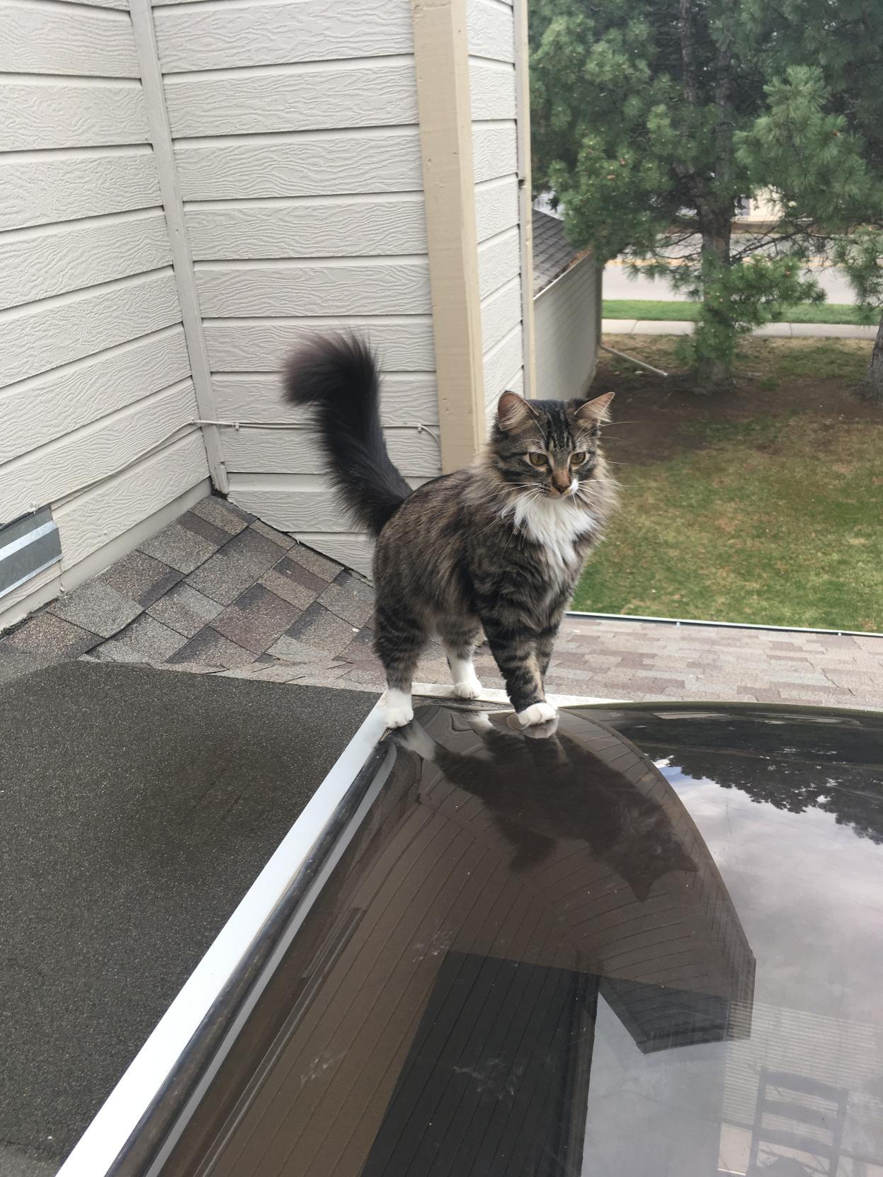 [continued from first picture]  • Get home, time to unwind by playing video games that solely feature female and/or minority protagonists.  • Time for bed, unwind with a nice glass of warm soy milk. Read Why Nations Fail before going to sleep.  This post has been fact-checked by gun shooting, Ford truck driving, steak eating, high blood pressure having, liberal hating, slightly jaundiced, Walmart shopping, Fox News watching, small-town living, real bonafide American Patriots. 1 like = 1 prayer.