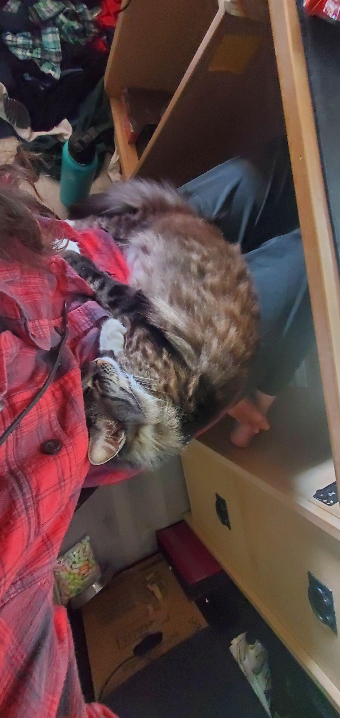 picture of my cat sleeping on my lap at my computer desk.