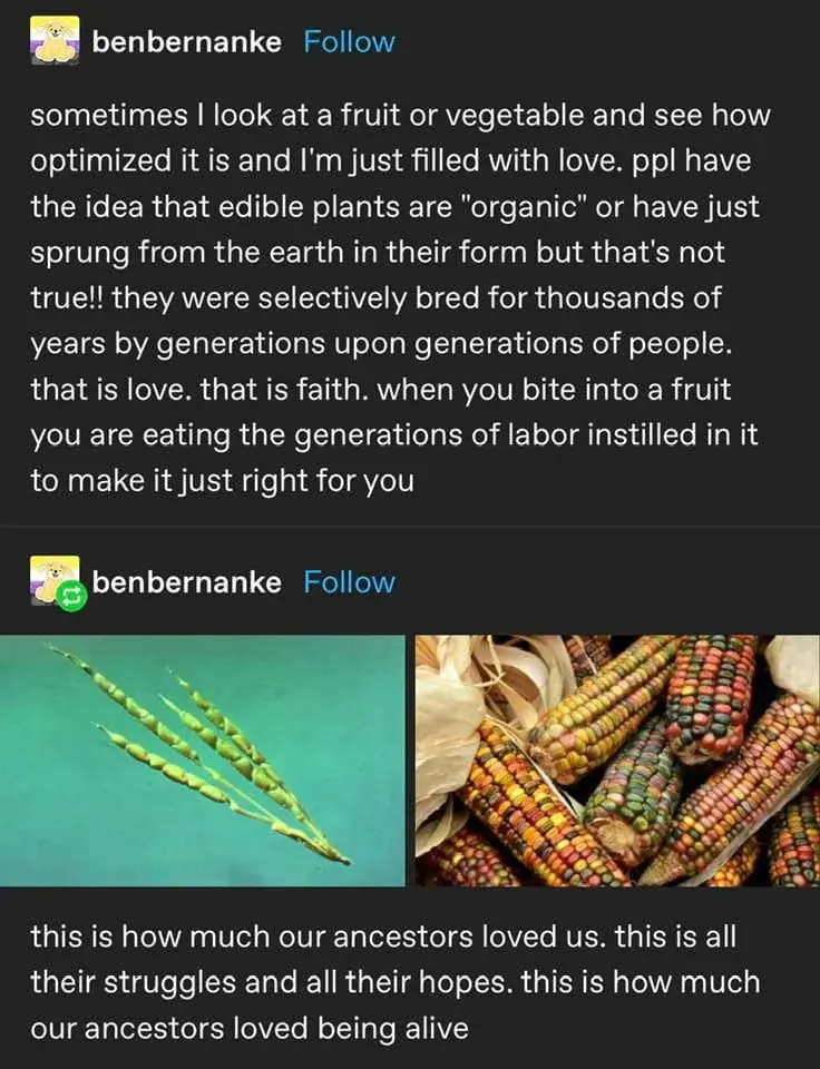 sometimes I look at a fruit or vegetable and see how optimized it is and I'm just filled with love. people have the idea that edible plants are "organic" or have just sprung from the earth in their form but that's not true!! they were selectively bred for thousands of years by generations upon generations of people. That is love. That is faith. When you bite into a fruit you are eating the generations of labor instilled in it to make it just right for you.  [picture of wheat grains]  [picture of corns on the cob]  This is how much our ancestors loved us. This is all their struggles and all their hopes. This is how much our ancestors loved being alive.